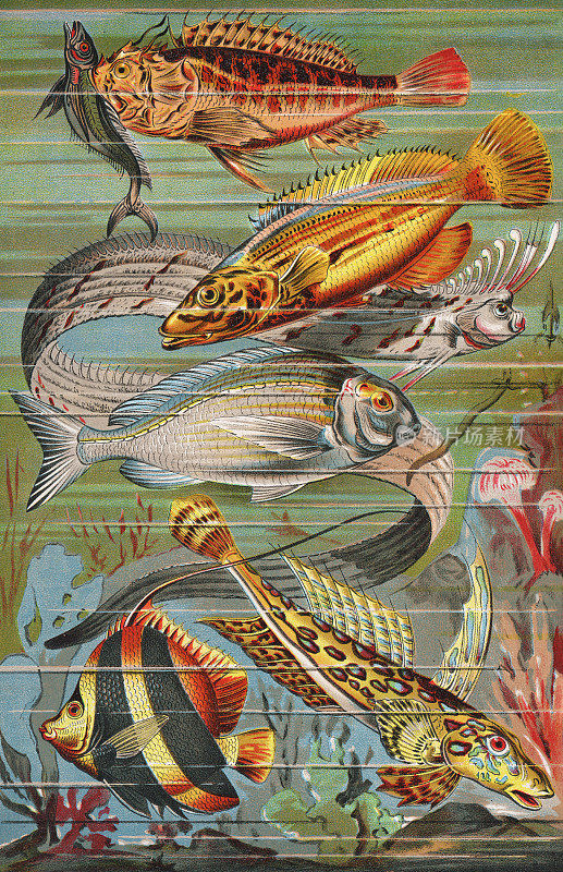 各种鱼类- 19世纪